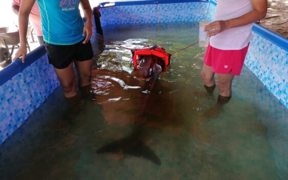 Muere “Yuli” delfín hembra varada en playas de Coatzacoalcos