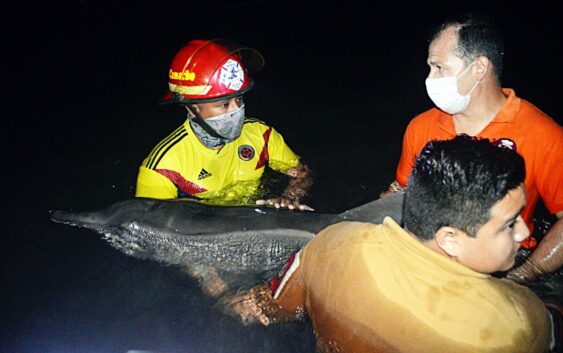 Rescatan delfín en Playas de Coatzacoalcos