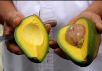 EU suspende la entrada de aguacate michoacano, por amenazas contra agente norteamericano en Uruapan