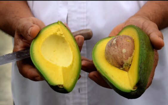 EU suspende la entrada de aguacate michoacano, por amenazas contra agente norteamericano en Uruapan