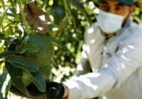 Aguacate: USDA anuncia que se reanuda la exportación del fruto a EEUU