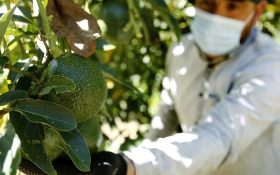 Aguacate: USDA anuncia que se reanuda la exportación del fruto a EEUU