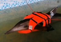Delfín hembra ingirió hidrocarburo, hay pocas posibilidades de sobrevivir