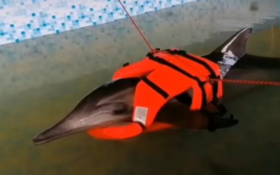 Delfín hembra ingirió hidrocarburo, hay pocas posibilidades de sobrevivir