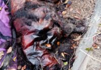 Alarma presencia de extraño animal muerto en Texalpan de Arriba