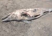 Aparece un delfin muerto en playas de Tecolutla Aparece un delfin muerto en playas de Tecolutla