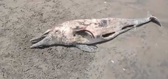 Aparece un delfin muerto en playas de Tecolutla