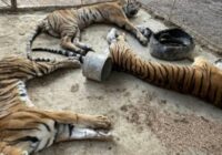 Aseguran que dejaron morir a 3 tigres de bengala decomisados al narco en Guerrero