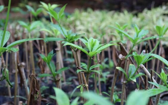 Producirá Vivero Municipal más de 10 mil plantas al año