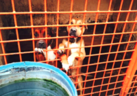 Descubren criadero de perros para venta de tacos en Tultitlán