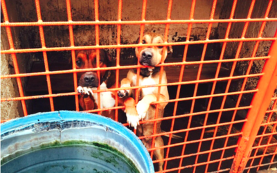 Descubren criadero de perros para venta de tacos en Tultitlán