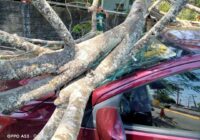 Acude Protección Civil a la colonia Petrolera para auxiliar con un árbol caído