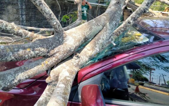 Acude Protección Civil a la colonia Petrolera para auxiliar con un árbol caído