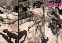 DESARMAN Y SOMETEN A MILITARES EN SINALOA DESARMAN Y SOMETEN A MILITARES EN SINALOA