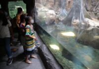 Zenyazen Escobar visita el Aquarium con niñas y niños de diversas escuelas de la entidad