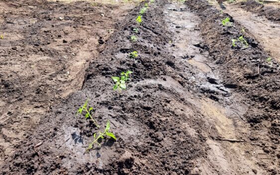 Huertos del Ayuntamiento garantizan salud alimentaria en Coatzacoalcos