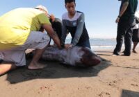 ATENCIÓN A BALLENA PILOTO EN TIEMPO Y FORMA: PMA