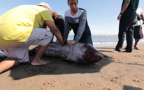 ATENCIÓN A BALLENA PILOTO EN TIEMPO Y FORMA: PMA
