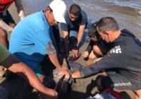 Sí se atendió a ballena piloto que quedó varada en Chachalacas; personal del Aquarium estuvo presente: Cuitláhuac