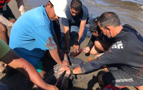 Sí se atendió a ballena piloto que quedó varada en Chachalacas; personal del Aquarium estuvo presente: Cuitláhuac