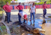 Trasladan a cocodrilo a una reserva protegida para ser liberado