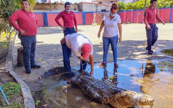 Trasladan a cocodrilo a una reserva protegida para ser liberado