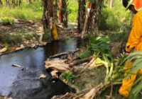Daños serían irreversibles: Fuga de hidrocarburo afectó arroyos y cultivos agrícolas en Papantla