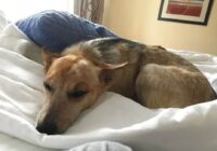 Recomienda IMSS Veracruz Sur higiene en mascotas para evitar enfermedades