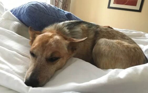 Recomienda IMSS Veracruz Sur higiene en mascotas para evitar enfermedades