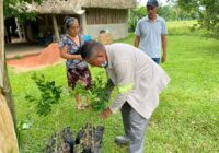 Habitantes de la “Encantada” reciben plantas de limón persa.