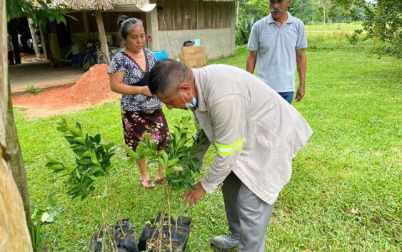 Habitantes de la “Encantada” reciben plantas de limón persa.