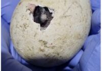 Un nuevo pingüino nace en Aquarium de Veracruz, otro más está en proceso de nacimiento.