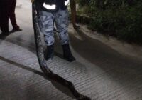 Protección civil, atiende reporte de serpiente en domicilio particular. Protección civil, atiende reporte de serpiente en domicilio particular.