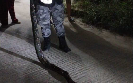 Protección civil, atiende reporte de serpiente en domicilio particular.