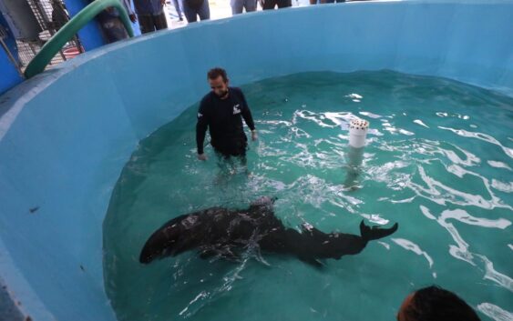 Estable con pronóstico reservado el delfín rescatado en las costas de Alvarado: Aquarium del Puerto de Veracruz