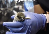 Pachi, Coco, Aqua, Leo y Mina, nombres de los pingüinos bebés nacidos en el Aquarium de Veracruz •