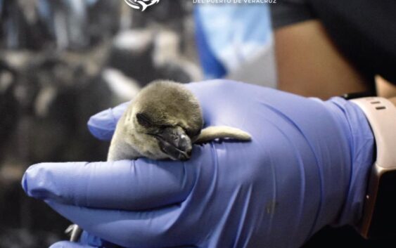 Pachi, Coco, Aqua, Leo y Mina, nombres de los pingüinos bebés nacidos en el Aquarium de Veracruz •