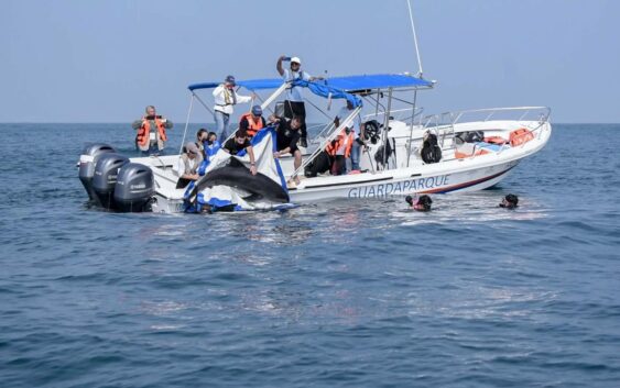 Liberan a delfín tras salvarle la vida en el Aquarium del Puerto de Veracruz