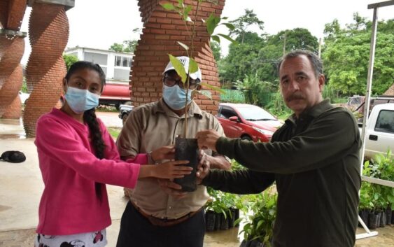 Comenzó la entrega de; 4 mil plantas maderables a productores de Cosoleacaque.