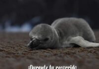 Revela Aquarium lista preliminar de nombres para las nuevas crías de pingüino