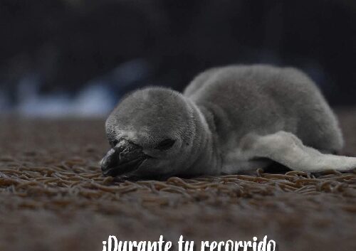Revela Aquarium lista preliminar de nombres para las nuevas crías de pingüino