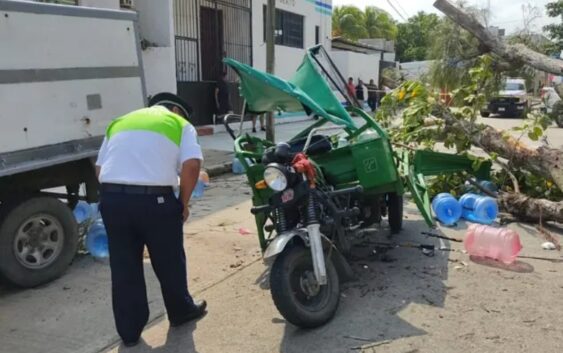 RAMÓN SALIÓ A BUSCAR EL SUSTENTO PARA SUS HIJOS Y MURIÓ APLASTADO POR UN ÁRBOL.