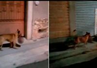 Terror en Zacatecas: difundieron video de un perro con una cabeza humana en el hocico Terror en Zacatecas: difundieron video de un perro con una cabeza humana en el hocico