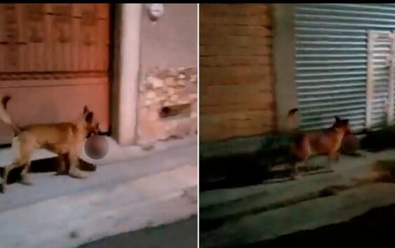 Terror en Zacatecas: difundieron video de un perro con una cabeza humana en el hocico