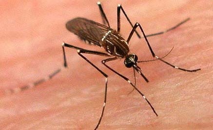 Informa IMSS Veracruz Sur acciones para evitar contagios de Paludismo