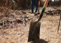 Guanajuato, ‘cementerio clandestino’: Encuentran 52 bolsas con restos humanos en Irapuato Guanajuato, ‘cementerio clandestino’: Encuentran 52 bolsas con restos humanos en Irapuato