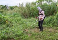 Atención a las áreas verdes, prioridad en Nanchital