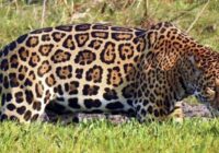Un ganadero decide proteger al jaguar a pesar de los ataques a sus vacas