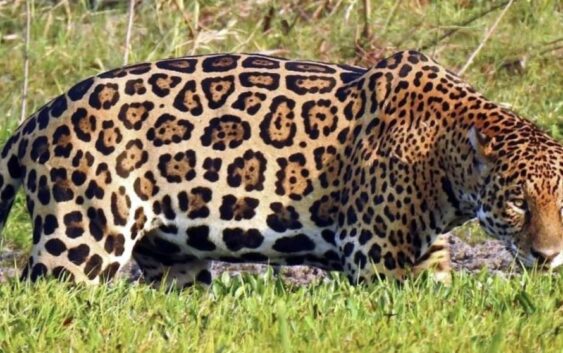 Un ganadero decide proteger al jaguar a pesar de los ataques a sus vacas