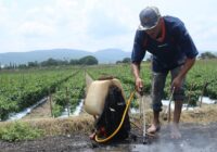 Francia aborrece los pesticidas y no los usa. Ah, pero lo exporta a Latinoamérica